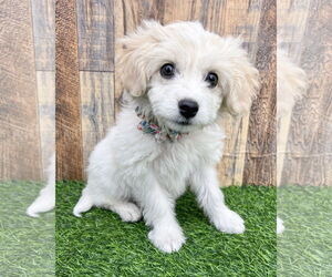 Maltipoo Dogs for adoption in Corona, CA, USA
