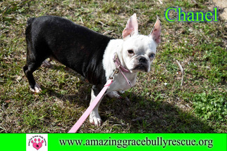 Boston Terrier Dogs for adoption in Pensacola, FL, USA