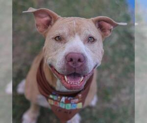 Labrador Retriever-Unknown Mix Dogs for adoption in San Antonio, TX, USA