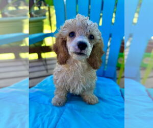 Poodle (Toy)-Unknown Mix Dogs for adoption in Pacolet, SC, USA