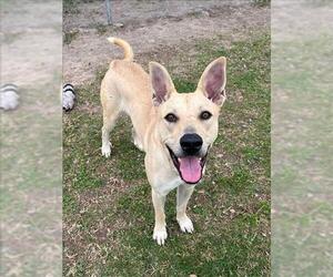 Labrador Retriever Dogs for adoption in Conroe, TX, USA