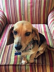 Beagle Dogs for adoption in Roxboro, NC, USA