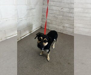 Chihuahua-Unknown Mix Dogs for adoption in San Bernardino, CA, USA