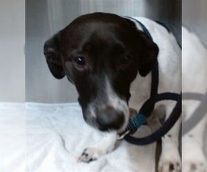 American Pit Bull Terrier-Unknown Mix Dogs for adoption in Downey, CA, USA