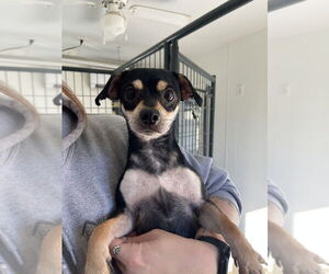Chihuahua-Unknown Mix Dogs for adoption in Bolivar, MO, USA