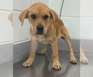 Redbone Coonhound-Rhodesian Ridgeback Mix Dogs for adoption in Corpus Christi, TX, USA