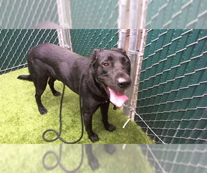 Labrador Retriever-Unknown Mix Dogs for adoption in Downey, CA, USA