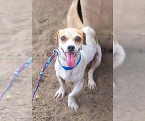 Dachshund-Jack Russell Terrier Mix Dogs for adoption in El Cajon, CA, USA