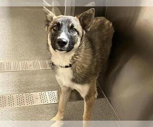 German Shepherd Dog Dogs for adoption in Orange, CA, USA