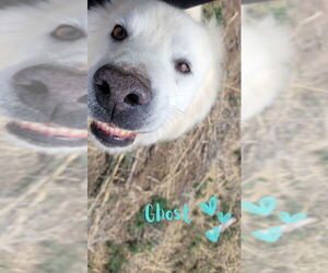 Alaskan Malamute-Unknown Mix Dogs for adoption in Monte Vista, CO, USA