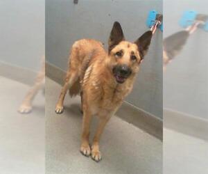 German Shepherd Dog-Unknown Mix Dogs for adoption in Las Vegas, NV, USA