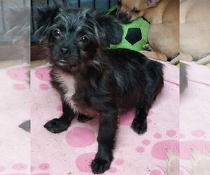 Chihuahua-Unknown Mix Dogs for adoption in Sanford, FL, USA