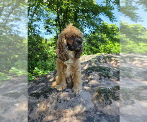 Cocker Spaniel Dogs for adoption in Vail, AZ, USA