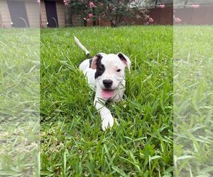 American Pit Bull Terrier-Unknown Mix Dogs for adoption in The Woodlands, TX, USA