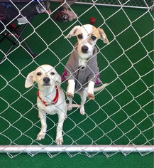 Chiweenie Dogs for adoption in Denton, TX, USA