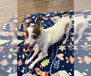 Chihuahua-Unknown Mix Dogs for adoption in Mooresville, NC, USA