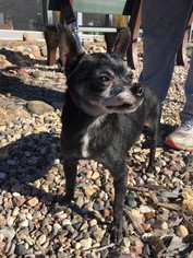 Chihuahua Dogs for adoption in Estherville, IA, USA