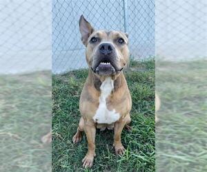 Staffordshire Bull Terrier Dogs for adoption in Rosenberg, TX, USA