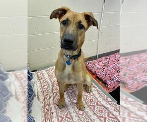 Black Mouth Cur Dogs for adoption in Fort Wayne, IN, USA