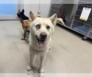 Siberian Husky-Unknown Mix Dogs for adoption in Grand Prairie, TX, USA