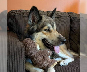 Gerberian Shepsky Dogs for adoption in Omaha, NE, USA
