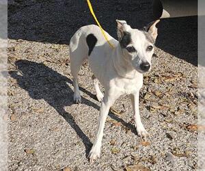 Chihuahua-Unknown Mix Dogs for adoption in Pasadena, TX, USA