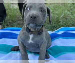 Labrador Retriever-Unknown Mix Dogs for adoption in The Woodlands, TX, USA