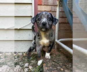 Small Australian Shepherd Mix