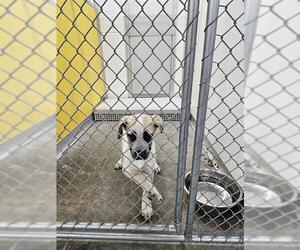 German Shepherd Dog-Unknown Mix Dogs for adoption in Temple, TX, USA