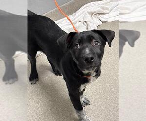 Labrador Retriever-Unknown Mix Dogs for adoption in Las Vegas, NV, USA