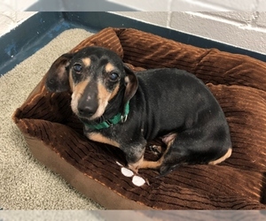 Dachshund Dogs for adoption in Hampton Bays, NY, USA