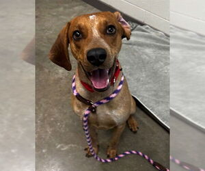 Mutt Dogs for adoption in Waterford, VA, USA