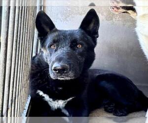 German Shepherd Dog Dogs for adoption in San Bernardino, CA, USA