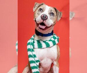 American Staffordshire Terrier Dogs for adoption in Fort Lauderdale, FL, USA