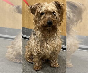 Mutt Dogs for adoption in Forestville, MD, USA