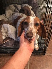 Dachshund Dogs for adoption in Cary, NC, USA