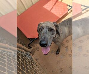 Great Dane Dogs for adoption in Athens, AL, USA
