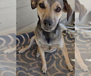 Labrador Retriever-Unknown Mix Dogs for adoption in San Antonio, TX, USA