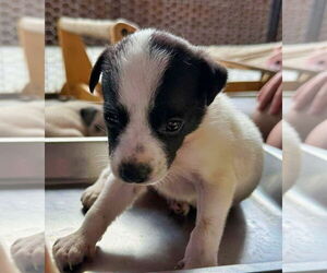 Mutt Dogs for adoption in Minneapolis, MN, USA