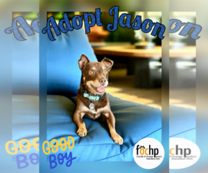 Chihuahua Dogs for adoption in Menifee, CA, USA