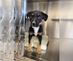 Mutt Dogs for adoption in Chula Vista, CA, USA
