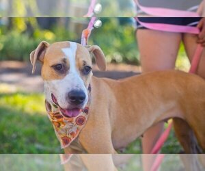 American Pit Bull Terrier-Unknown Mix Dogs for adoption in Melrose, FL, USA