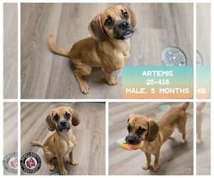 Puggle Dogs for adoption in Georgetown, KY, USA