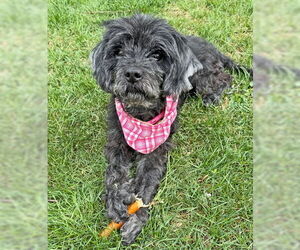 Cocker Spaniel-Poodle (Miniature) Mix Dogs for adoption in Arlington, VA, USA