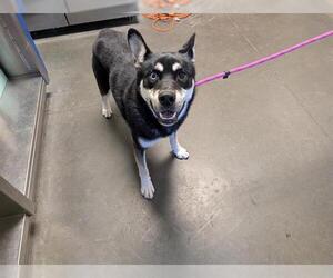 Siberian Husky-Unknown Mix Dogs for adoption in Santa Cruz, CA, USA