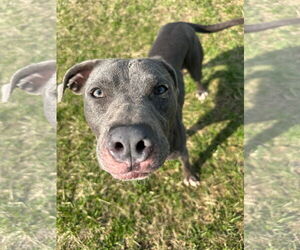 Mutt Dogs for adoption in Germantown, OH, USA