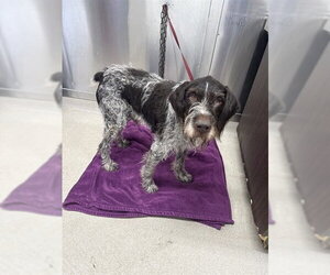 German Wirehaired Pointer Dogs for adoption in Fairbanks, AK, USA