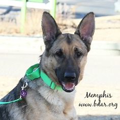 Medium Photo #1 German Shepherd Dog Puppy For Sale in Cheyenne, WY, USA