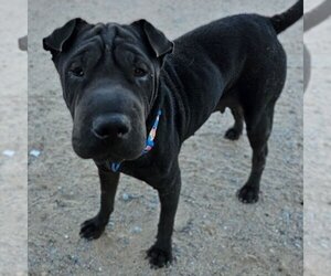 Chinese Shar-Pei Dogs for adoption in Vail, AZ, USA