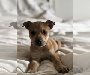 Mutt Dogs for adoption in Dana Point, CA, USA